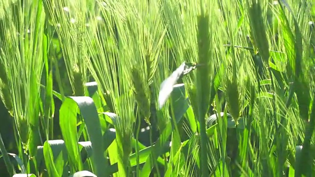 美丽的绿油油的田野上长着年轻的小麦。视频素材