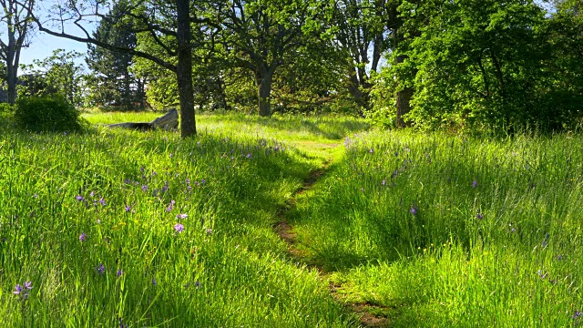 土路在高大的绿色草地，户外公园景观，春季视频素材