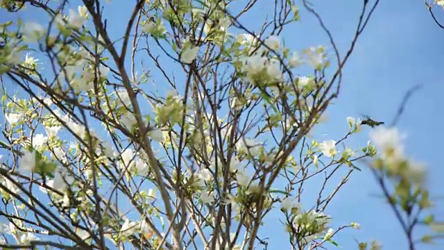 蜂鸟在樱花树旁视频素材