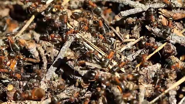 蚂蚁的殖民地工作视频素材