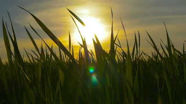 绿色的草地和蓝色的天空映衬着橙色的夕阳视频素材