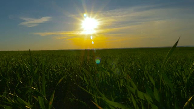 绿色的草地和蓝色的天空映衬着橙色的夕阳视频素材