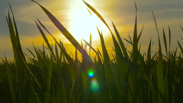 绿色的草地和蓝色的天空映衬着橙色的夕阳视频素材