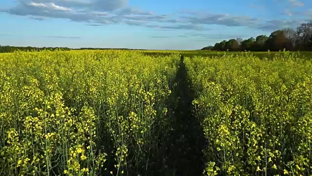 开花油菜籽。慢动作视频素材