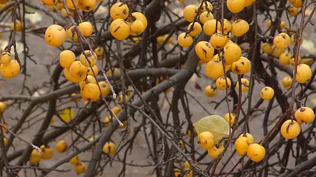 苹果树的树枝在风中摇摆视频下载