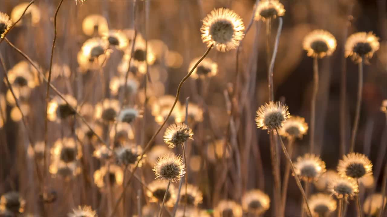 在风干的花上摇摆视频素材