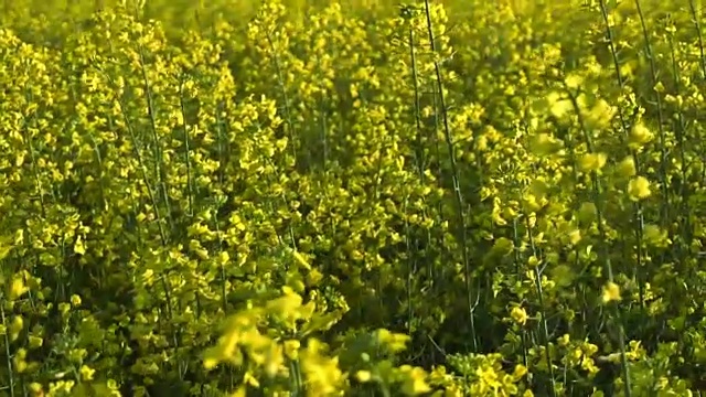 开花油菜籽。慢动作视频素材