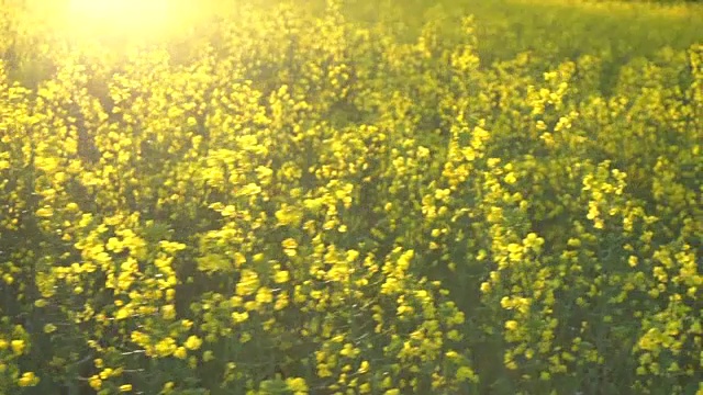 开花油菜籽。慢动作视频素材