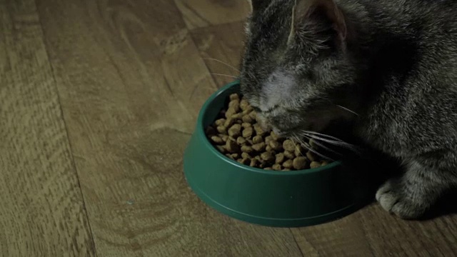 家养的可爱的猫吃食物视频素材