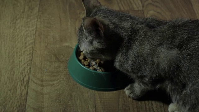 家养的可爱的猫吃食物视频素材