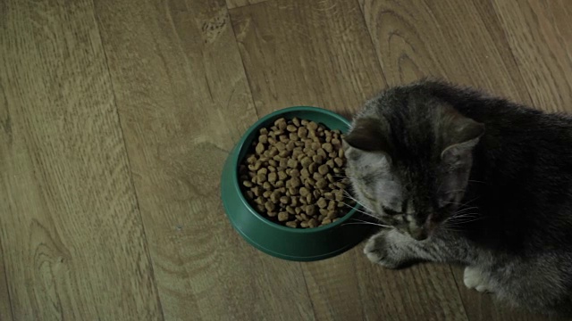 家养的可爱的猫吃食物视频素材