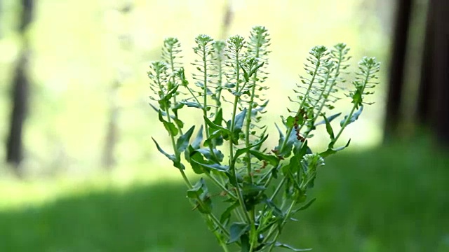 野花视频素材