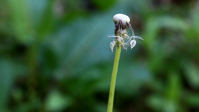 蒲公英的花视频素材