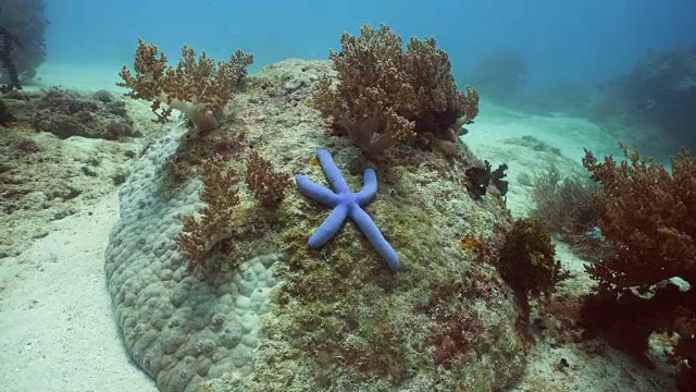 海星在珊瑚视频素材