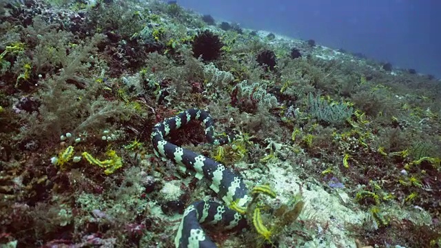 带状海蛇视频素材