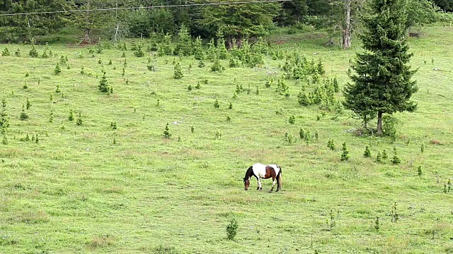 马在草地视频素材