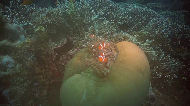 海葵中有小丑鱼视频素材