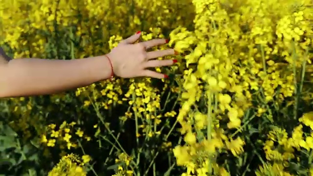 女人的手在油菜花地视频素材