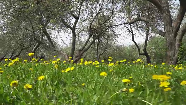 漫步在开花的苹果园视频素材