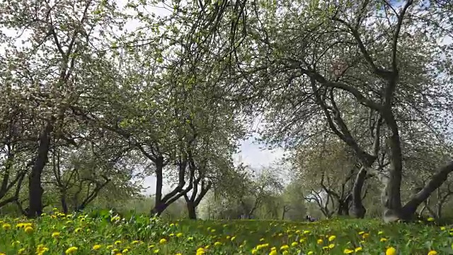 漫步在开花的苹果园视频素材