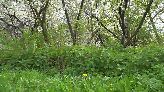 沿着开满鲜花的草地散步视频素材