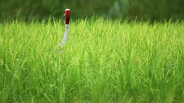 在泰国Burirum的Huay Jorrakaemak水库非狩猎区，20世纪80年代灭绝的东方萨鲁鹤(Grus antigone)在野外张开翅膀视频素材