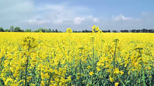 黄花油菜田视频素材