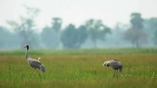 在泰国Burirum的Huay Jorrakaemak水库非狩猎区，20世纪80年代灭绝的东方萨鲁鹤(Grus antigone)在野外张开翅膀视频素材