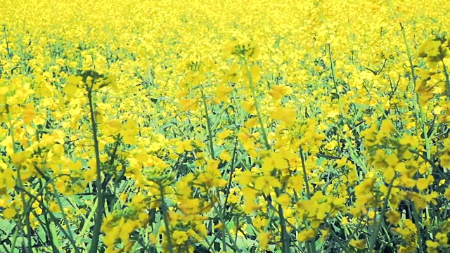 黄花油菜田视频素材