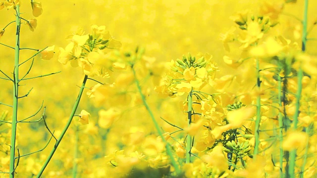 黄花油菜田视频素材