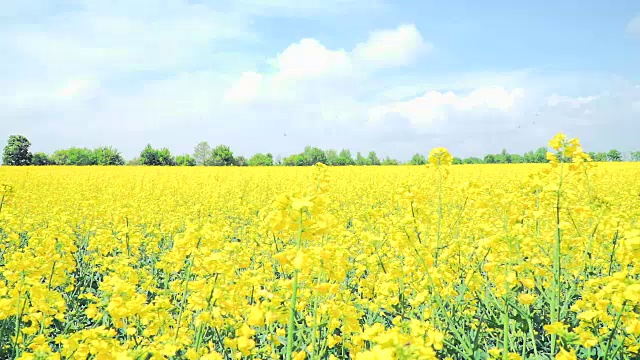 黄花油菜田视频素材