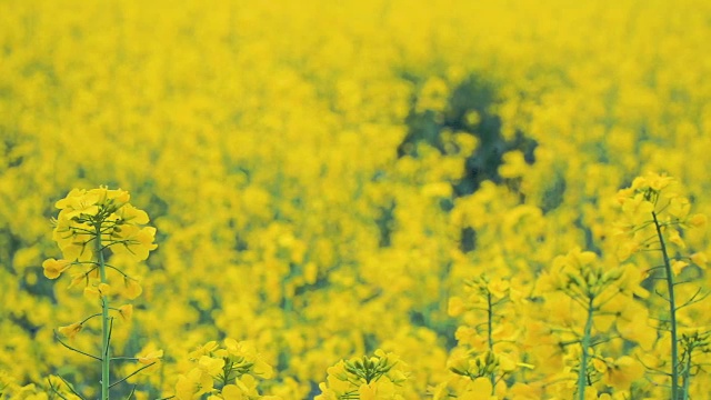 黄花油菜田视频素材