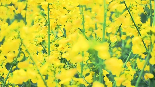 黄花油菜田视频素材