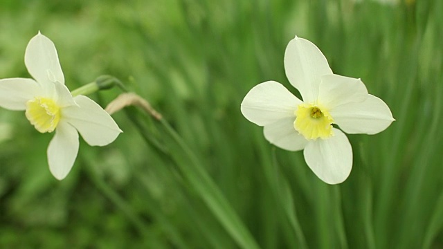 花白色的水仙花在花园里视频素材