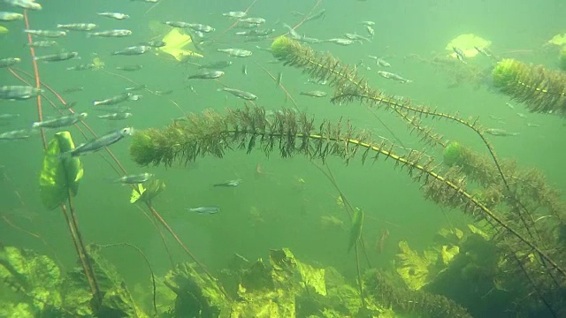 水下河流景观有小鱼视频素材