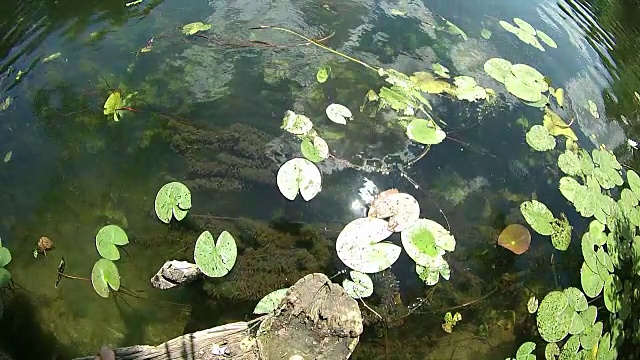 森林河流景观与睡莲和阳光反射视频素材