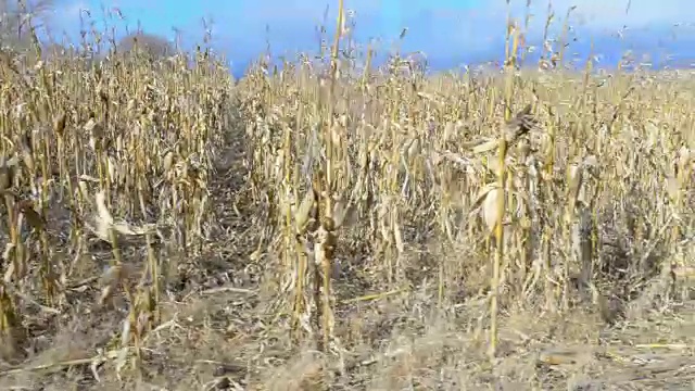 在有风的天气下，蓝天下干燥的玉米地视频素材