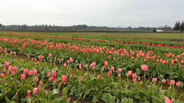 郁金香花的田野视频素材