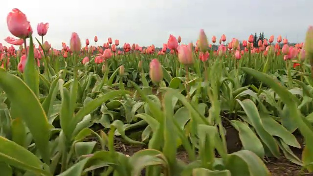 郁金香花的田野视频素材