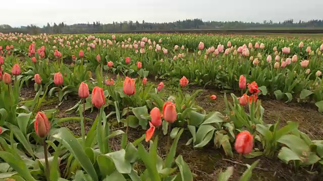 郁金香花的田野视频素材