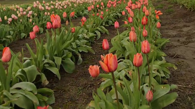 郁金香花的田野视频素材