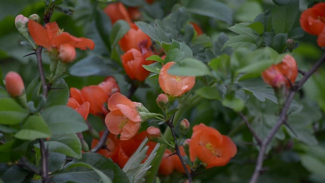 日本贴梗海棠开花视频素材