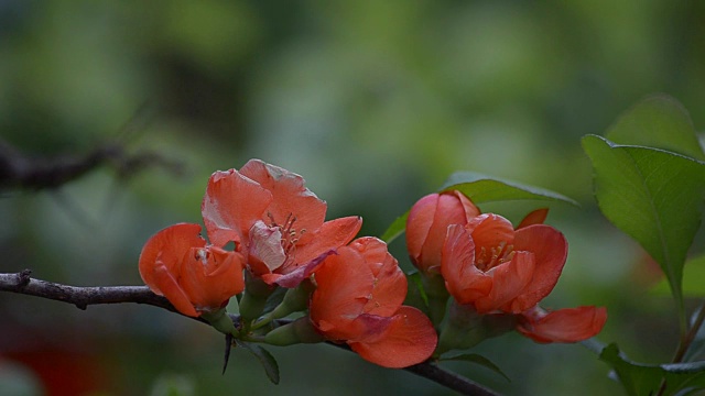 日本贴梗海棠开花视频素材