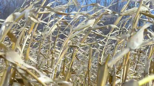 在有风的天气下，蓝天下干燥的玉米地视频素材