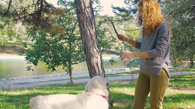 在公园里，年轻的母犬和拉布拉多寻回犬玩耍，慢镜头视频素材