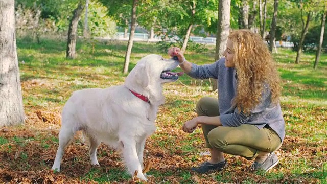 在公园里，年轻的母犬和拉布拉多寻回犬玩耍，慢镜头视频素材