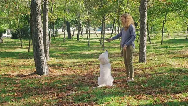 在公园里，年轻的母犬和拉布拉多寻回犬玩耍，慢镜头视频素材