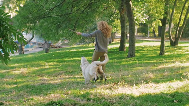 在公园里，年轻的母犬和拉布拉多寻回犬玩耍，慢镜头视频素材