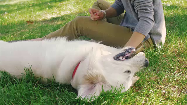 年轻的雌性和拉布拉多猎犬在公园里玩耍视频素材