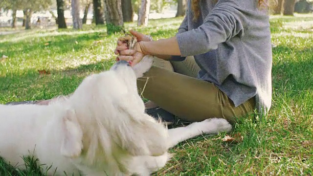 年轻的雌性和拉布拉多猎犬在公园里玩耍视频素材